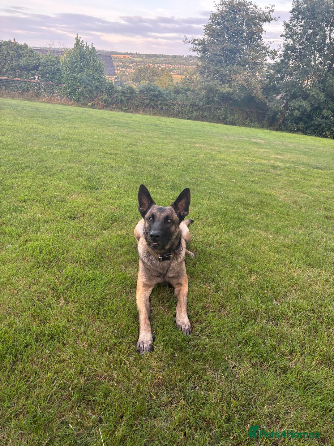 Belgian Shepherd Dog dogs for stud: Belgian X Dutch Shepherd Stud - Image 3