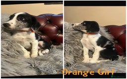 Sprollie dogs for sale: 💛Beautiful Sprollie Puppies💛 - Image 7