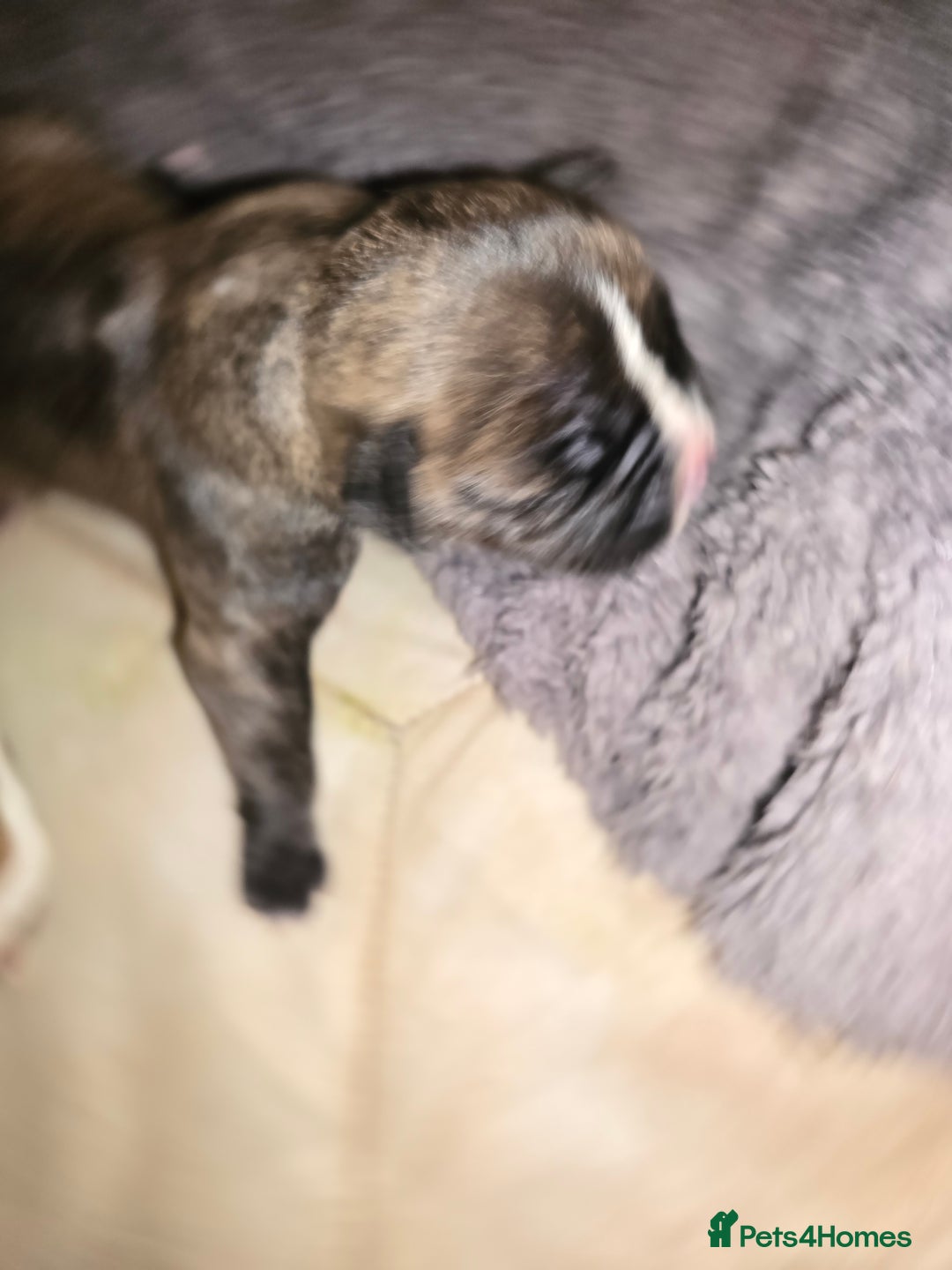 American Bulldog dogs for sale: American bulldog pups for sale - Image 6