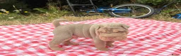 Shar Pei dogs for sale: KC REGISTERED RARE LILAC TAN SHAR-PEI - Advert 12