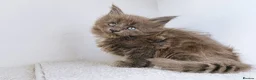 Maine Coon cats for sale: Blue maine coon kittens -DNA health tested parents - Advert 7