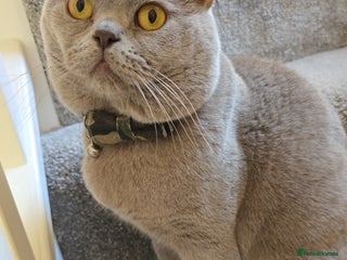 British Shorthair cats GCCF registered ACTIVE STUD british short hair - Advert 5