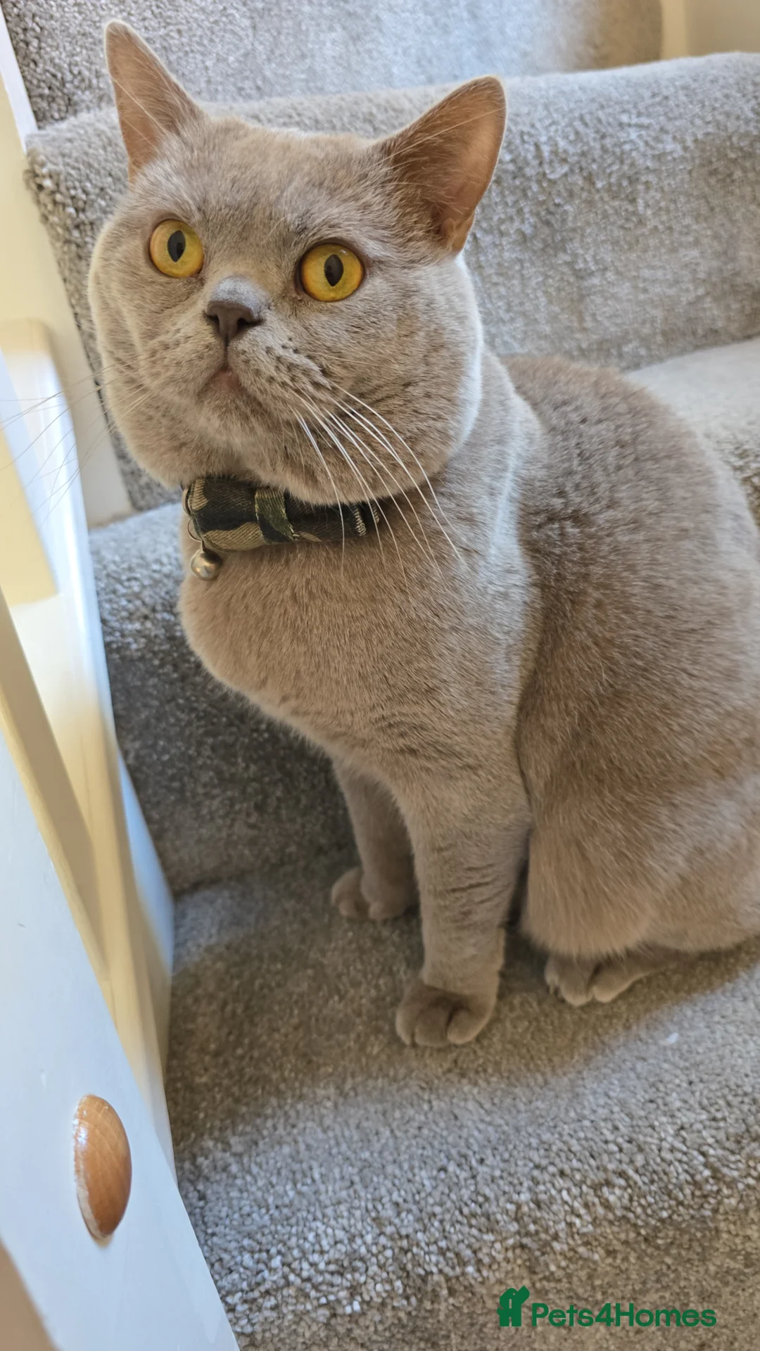 British Shorthair cats for sale: GCCF registered ACTIVE STUD british short hair - Advert 1