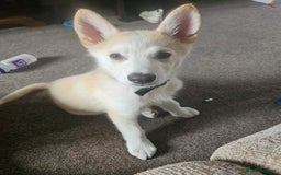 Mixed Breed dogs for sale: Puppy for sale - Image 1