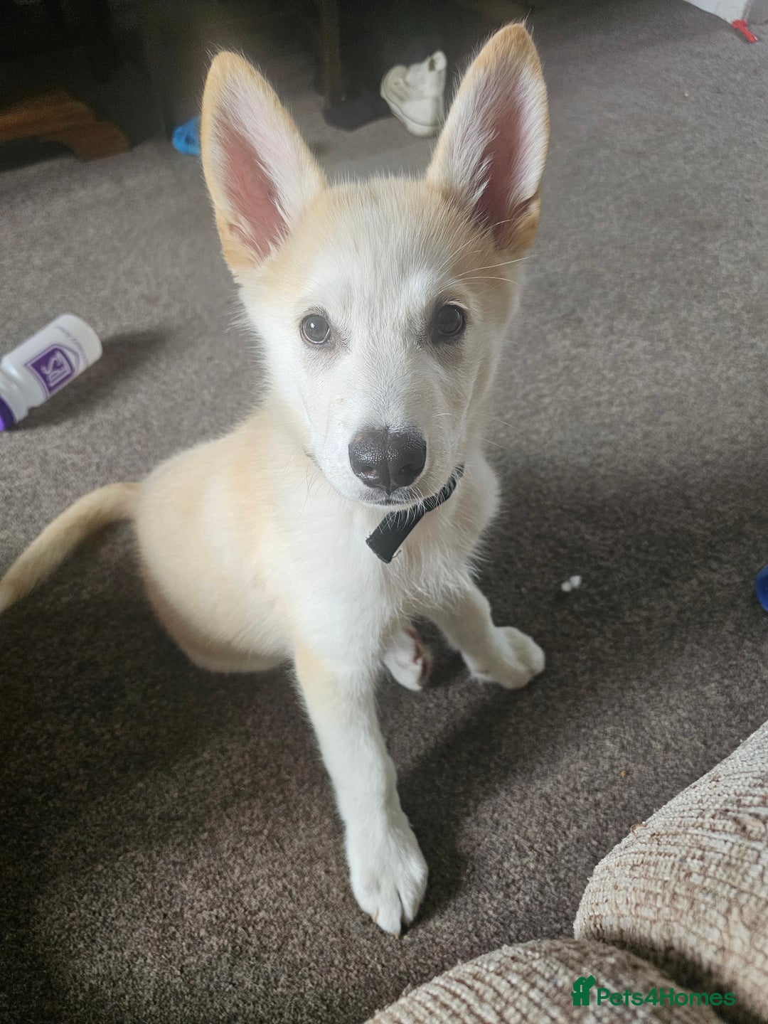 Mixed Breed dogs for sale: Puppy for sale - Image 1