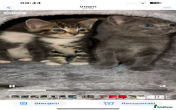 European cats for sale: Tabby kitten 8 week  - Image 3