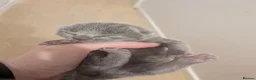 Russian Blue cats for sale: Male and female Russian blue kittens  - Advert 4