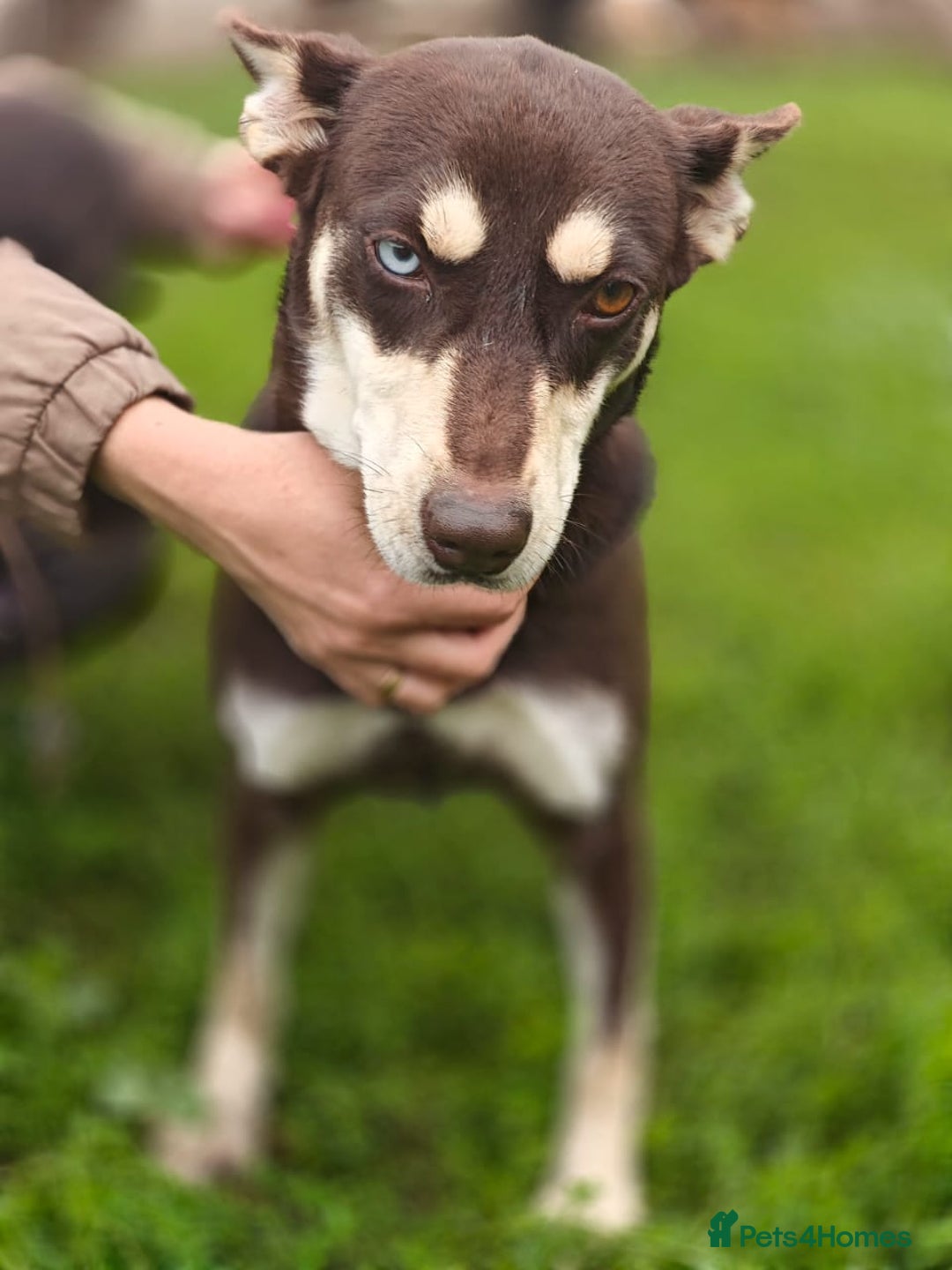 Mixed Breed dogs for adoption: ❤️Azara❤️: 3-year-old small-to-low-medium girl  - Advert 15