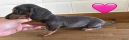 Miniature Dachshund dogs for sale: Beautiful Dapples 5 Star Licensed 5 Star reviews  - Advert 5