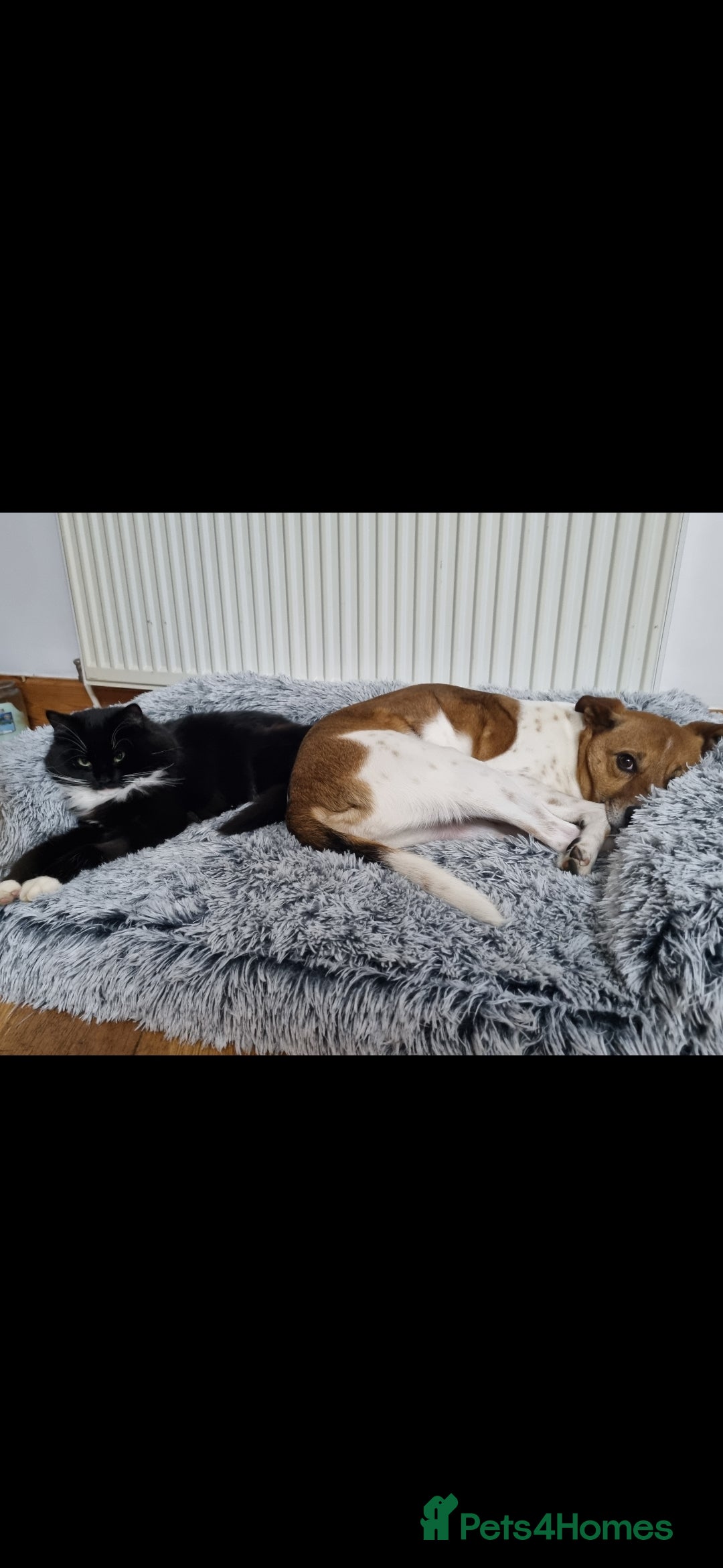 Mixed Breed dogs for sale: 6 year old Jack Russel x - Image 7