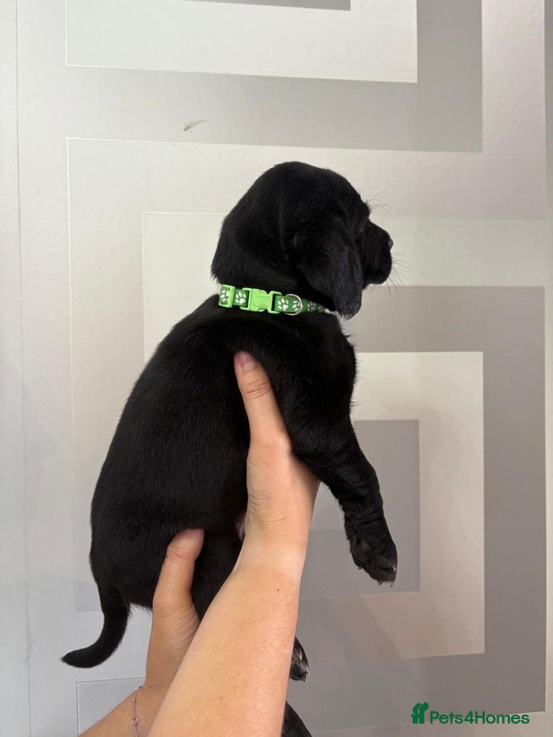 Cockerdor dogs for sale: Cockador puppies  - Image 7