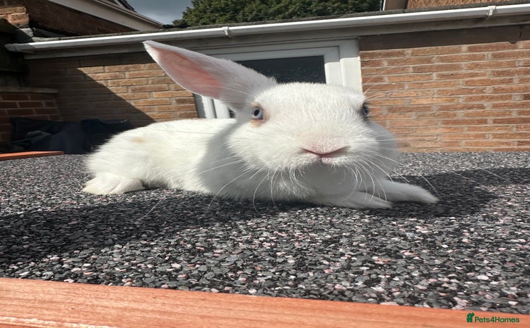 Mini Lop rabbits - Advert 5