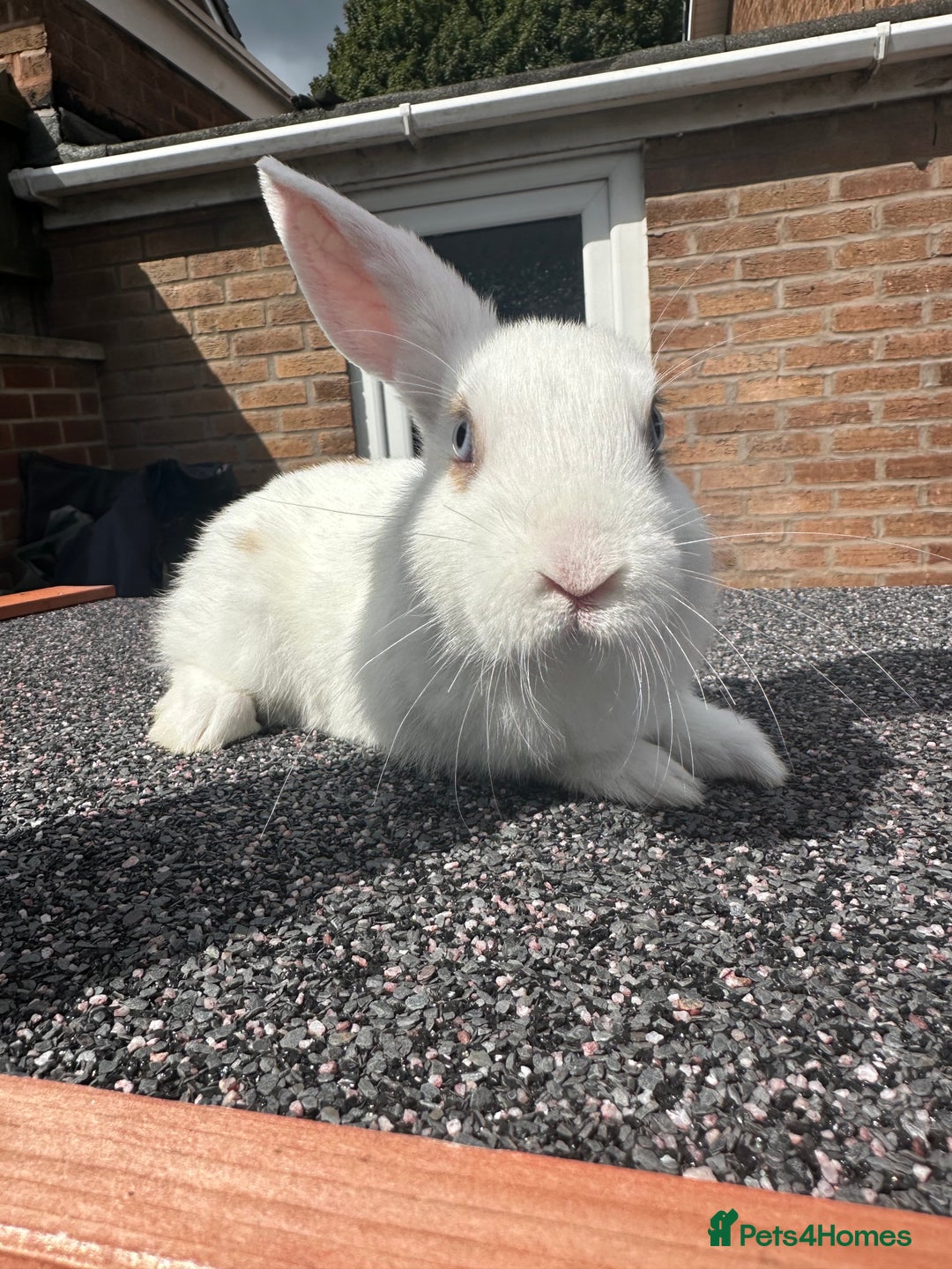 Mini Lop rabbits for sale: Mini lop bunnies - Image 1