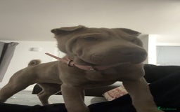 Shar Pei dogs for sale: Skye  - Image 5