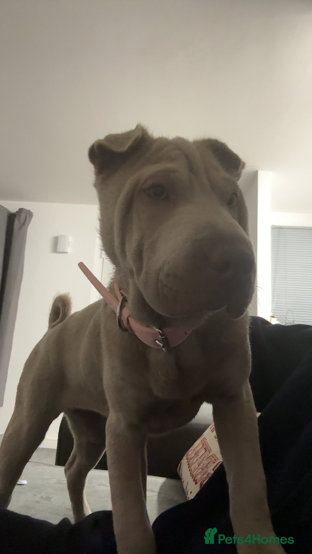 Shar Pei dogs for sale: Skye  - Image 5