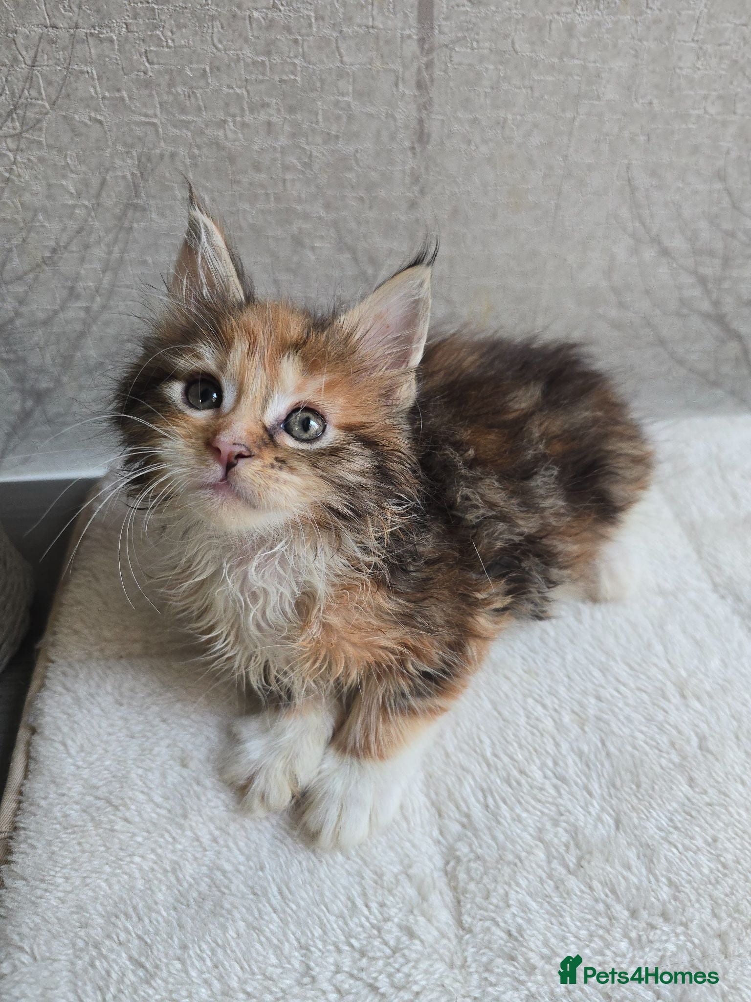 Maine Coon cats Beautiful Maine Coon Kittens Amazing Lines - Advert 2
