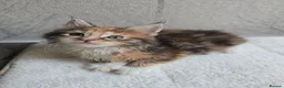 Maine Coon cats for sale: Beautiful Maine Coon Kittens Amazing Lines - Advert 2