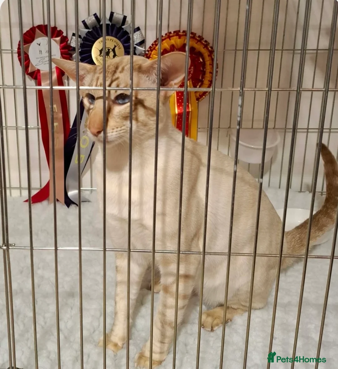 Siamese cats for stud: Champion cinnamon tabby point siamese  in Warrington - Advert 3