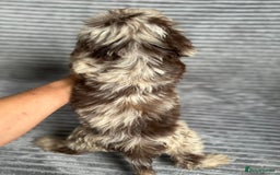 Cockapoo dogs for sale: Beautiful cockapoos looking for forever homes - Image 20