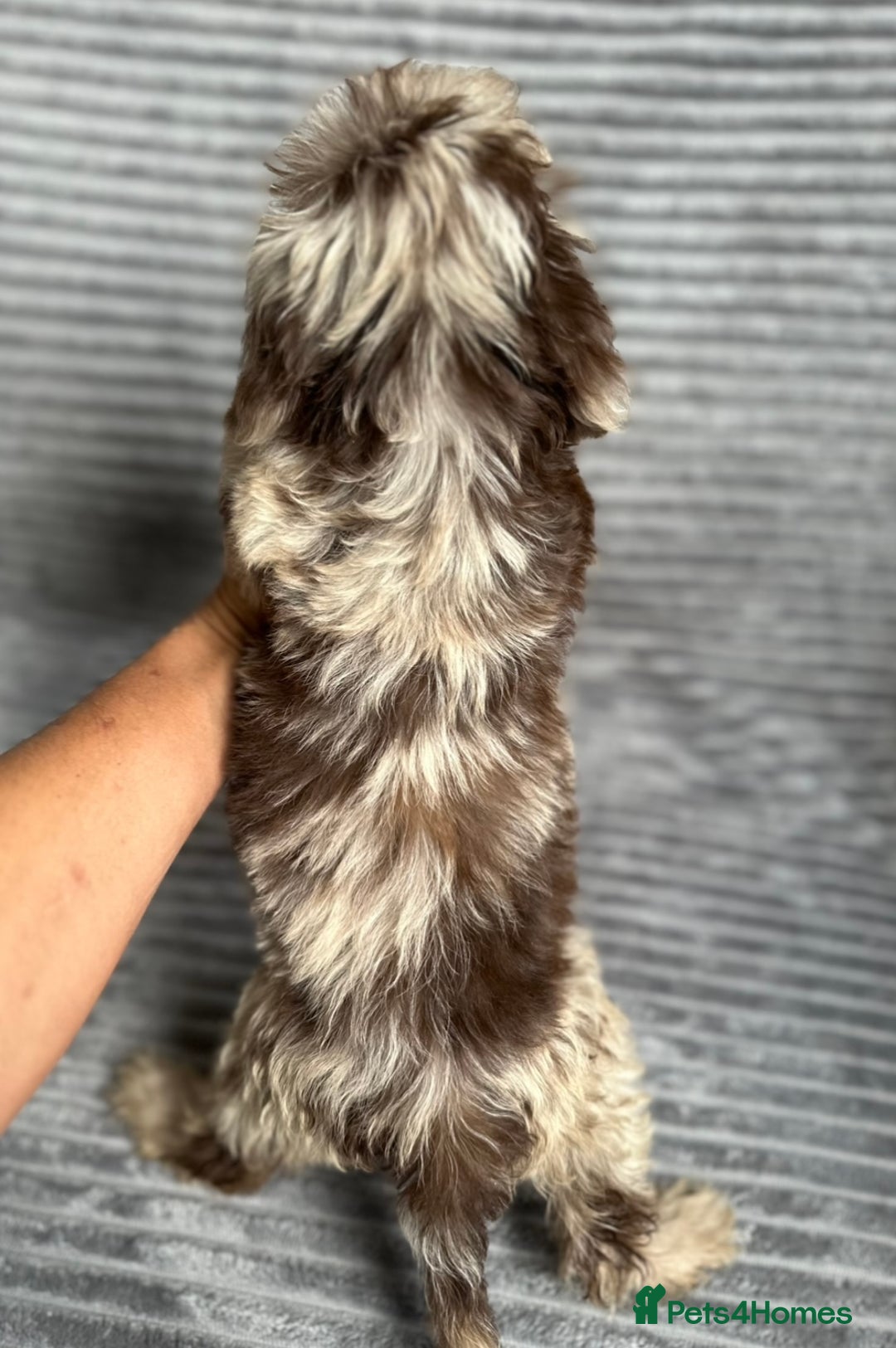 Cockapoo dogs for sale: Beautiful cockapoos looking for forever homes - Image 20