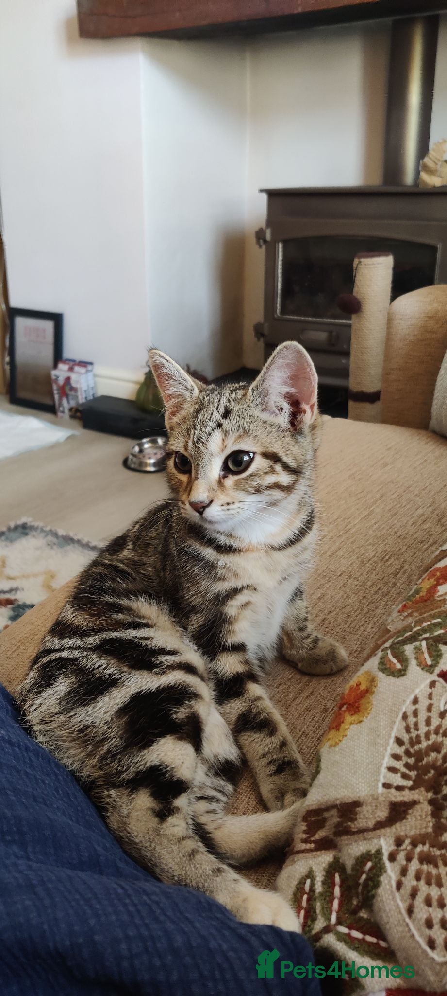 Bengal cats Beautiful Cuddly 4 Month Bengal Girl  - Advert 16