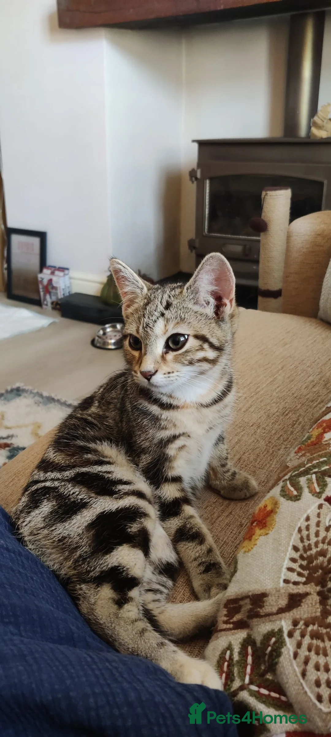 Bengal cats for sale: Beautiful Cuddly 4 Month Bengal Girl  - Advert 1