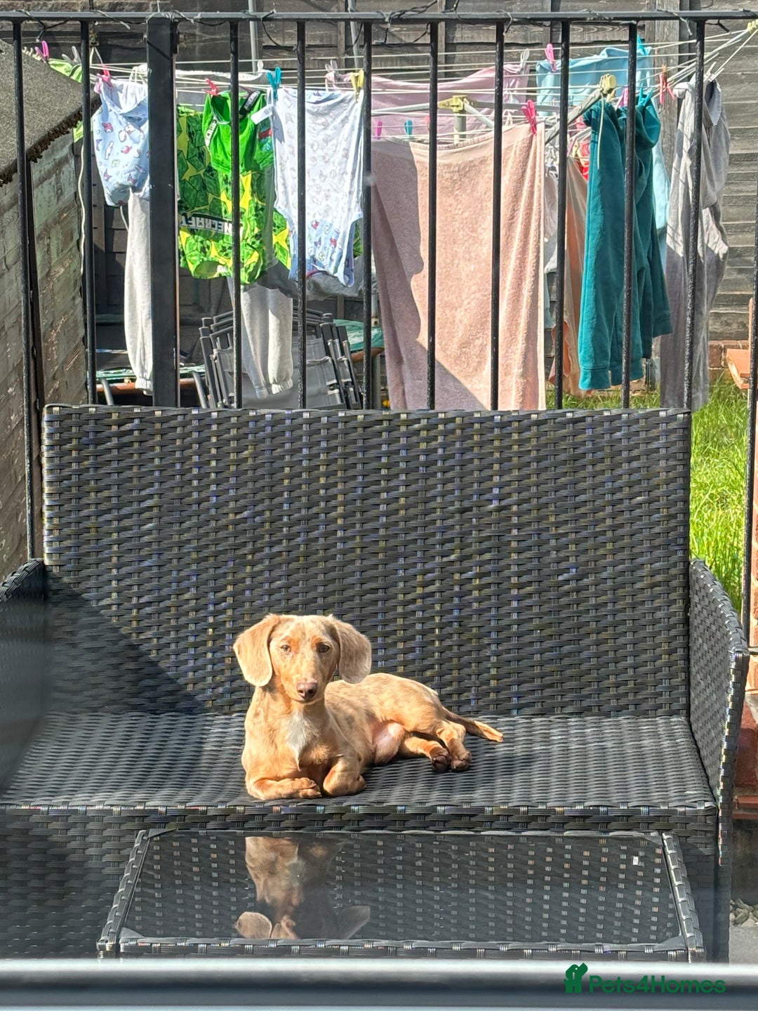 Miniature Dachshund dogs for sale: Male 2 year old dachshund to be re homed  - Advert 4