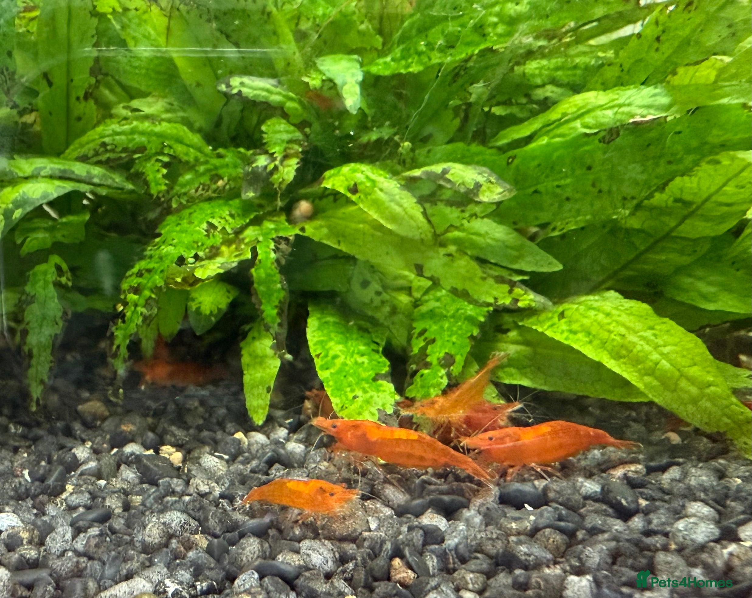 Shrimps fish Orange shrimps  - Advert 10