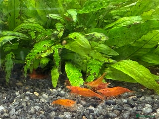 Shrimps fish for sale - Advert 1