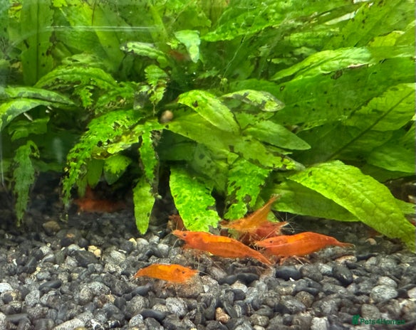 Shrimps fish - Advert 1