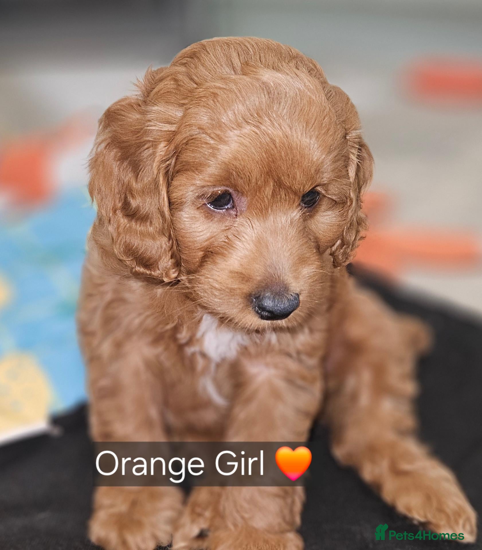 Cockapoo dogs Ready for loving homes licensed, cockapoo girls  - Advert 1