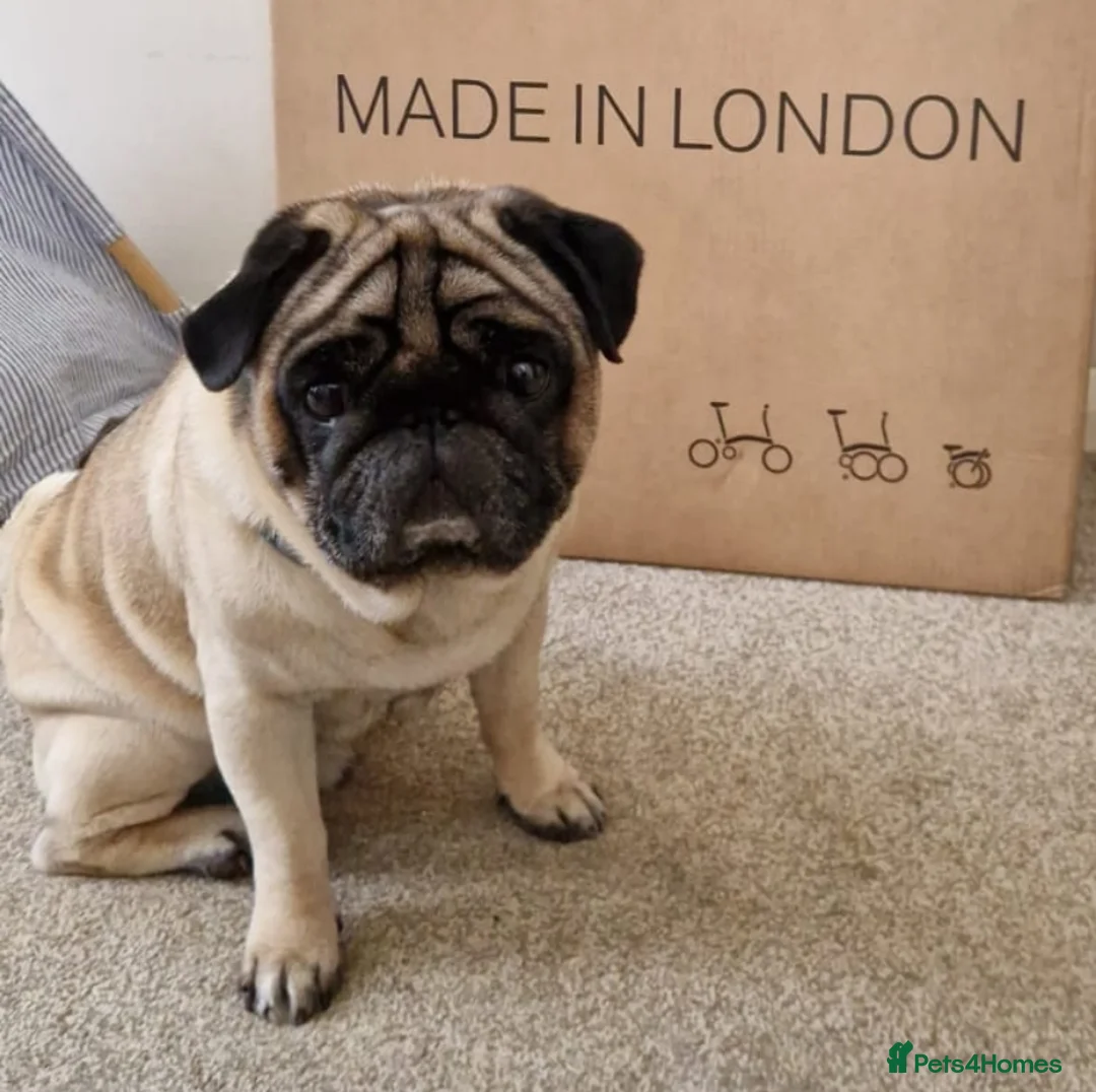 Pug dogs for stud: Looking for a girlfriend in Horsham - Advert 9