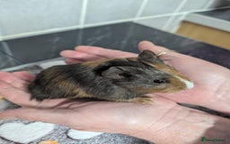Guinea Pig rodents for sale: 4 baby boy guinea pigs  - Image 6
