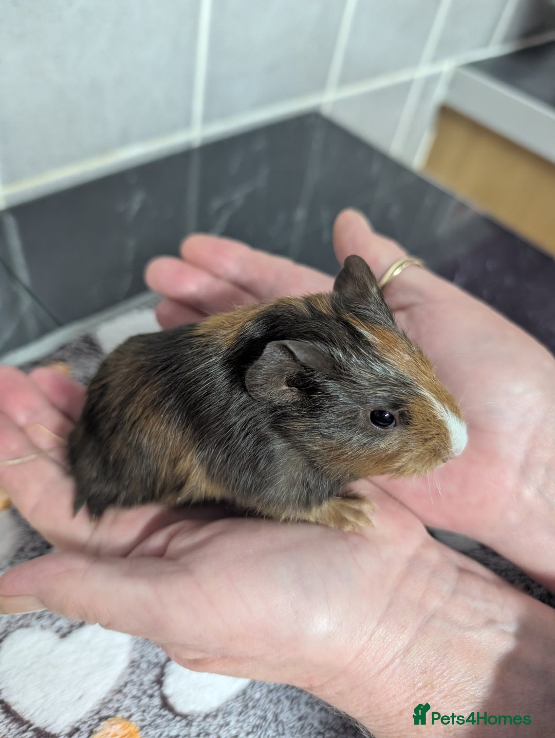 Guinea Pig rodents for sale: 4 baby boy guinea pigs  - Image 6