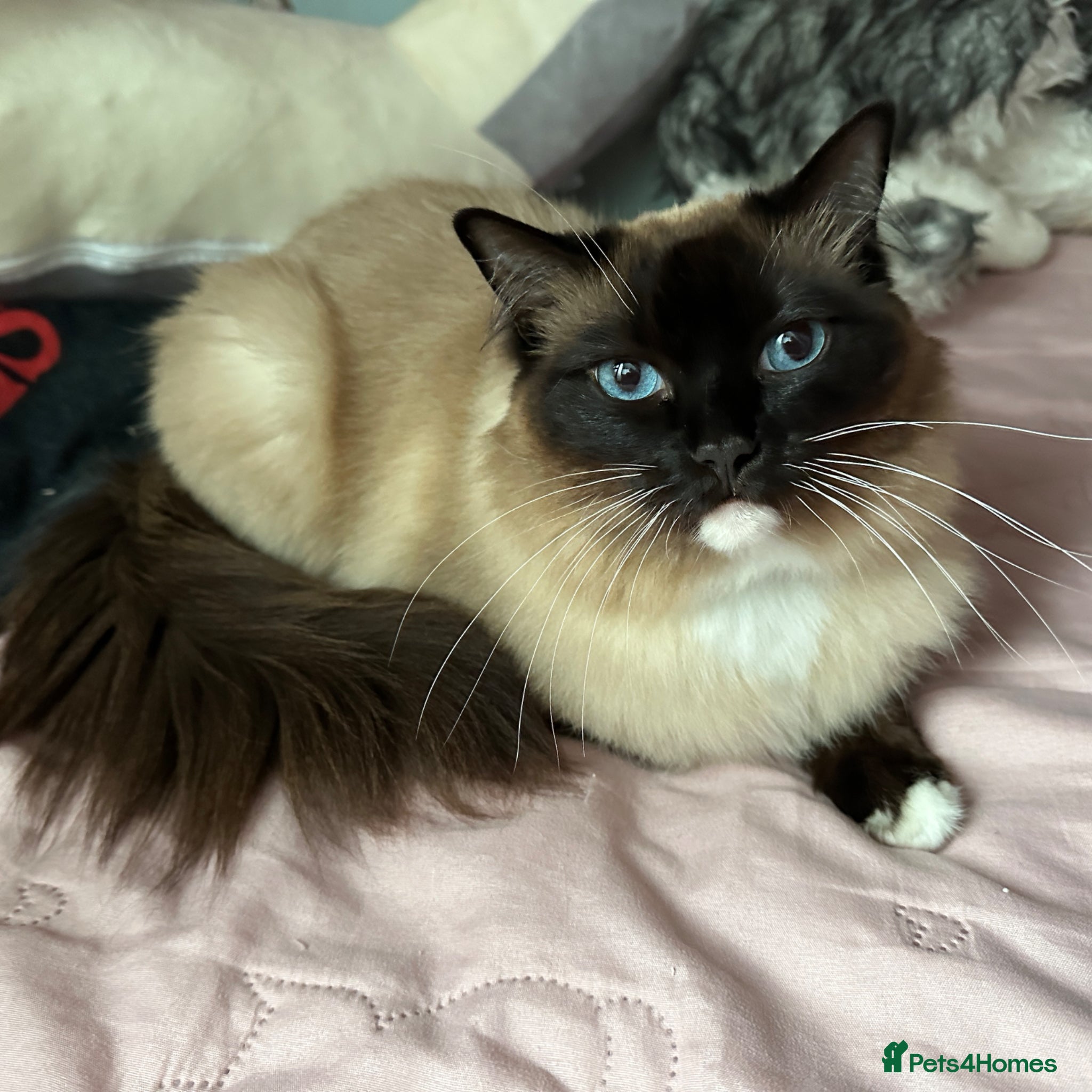 Ragdoll cats Ragdoll female cat  - Advert 17