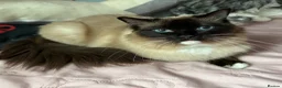 Ragdoll cats for sale: Ragdoll female cat  - Advert 1