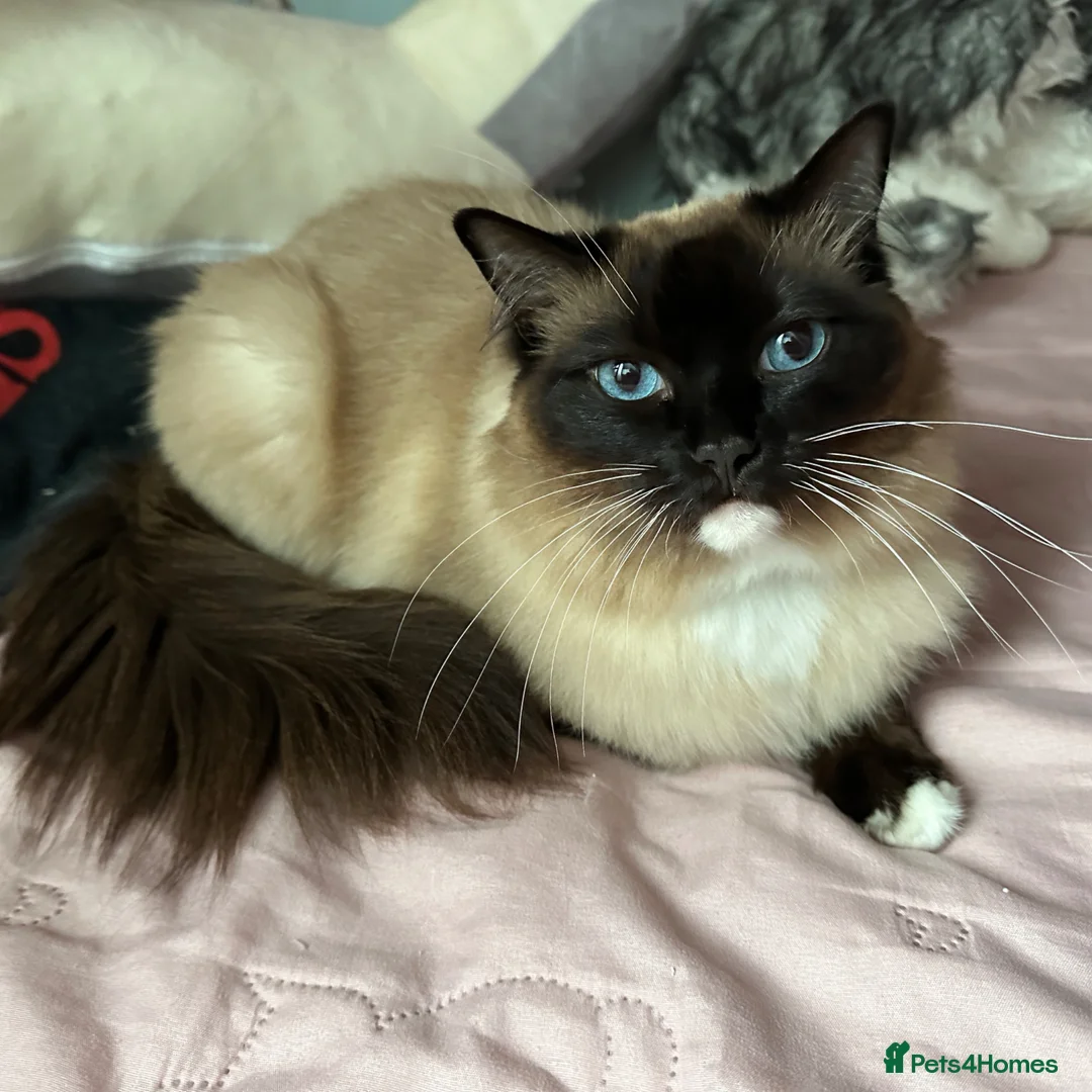 Ragdoll cats for sale: Ragdoll female cat  - Advert 1