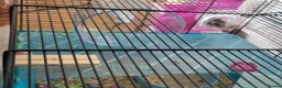 Hamster rodents for sale: Russian Dwarf Hamster With Cage in Wembley - Advert 9