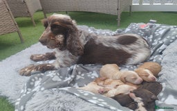 Cockapoo dogs for sale: Cockapoo puppies - Image 13