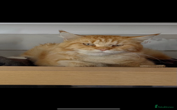 British Longhair cats for sale: 🩵BritishLonghair X Mainecoon Boys🩵 - Image 11