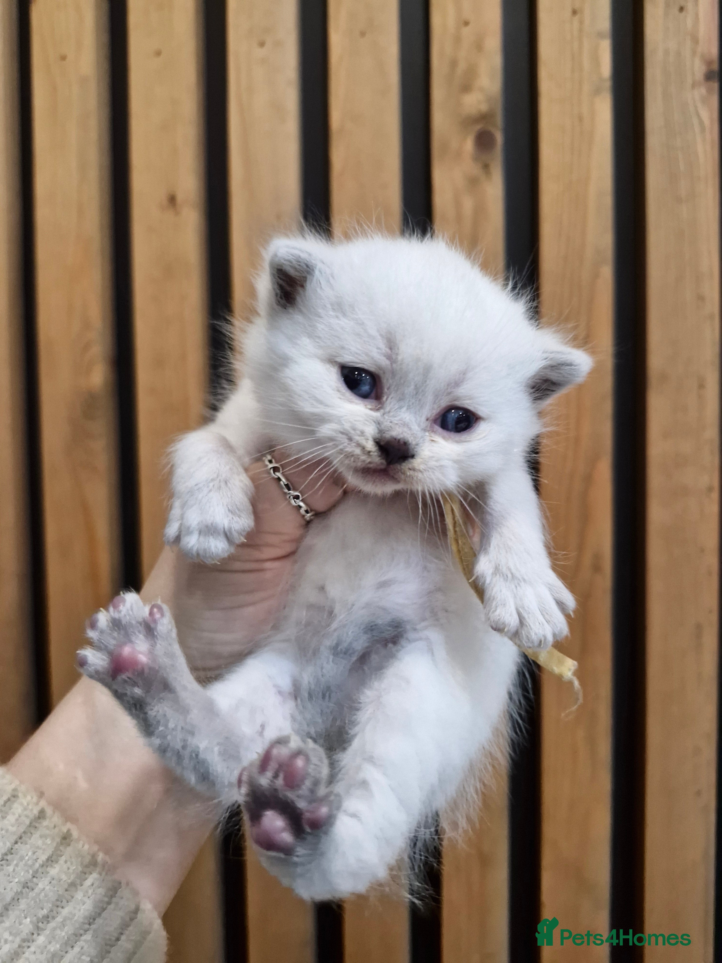 British Shorthair cats GCCF registered British shorthair and longhair - Advert 6