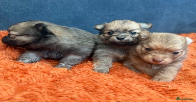 Pomchi dogs Last 3 super loving boys still available  - Advert 4