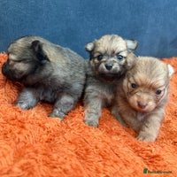 Pomchi dogs Last 3 super loving boys still available - Advert 4
