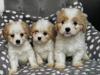Mixed Breed dogs for sale - Advert 1
