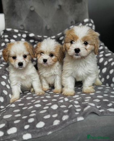 Mixed Breed dogs - Advert 6