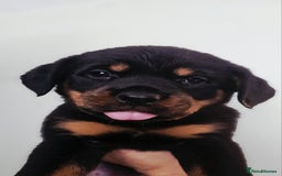 Rottweiler dogs for sale: READY NOW- Beautiful Rottweiler Puppies - Image 9