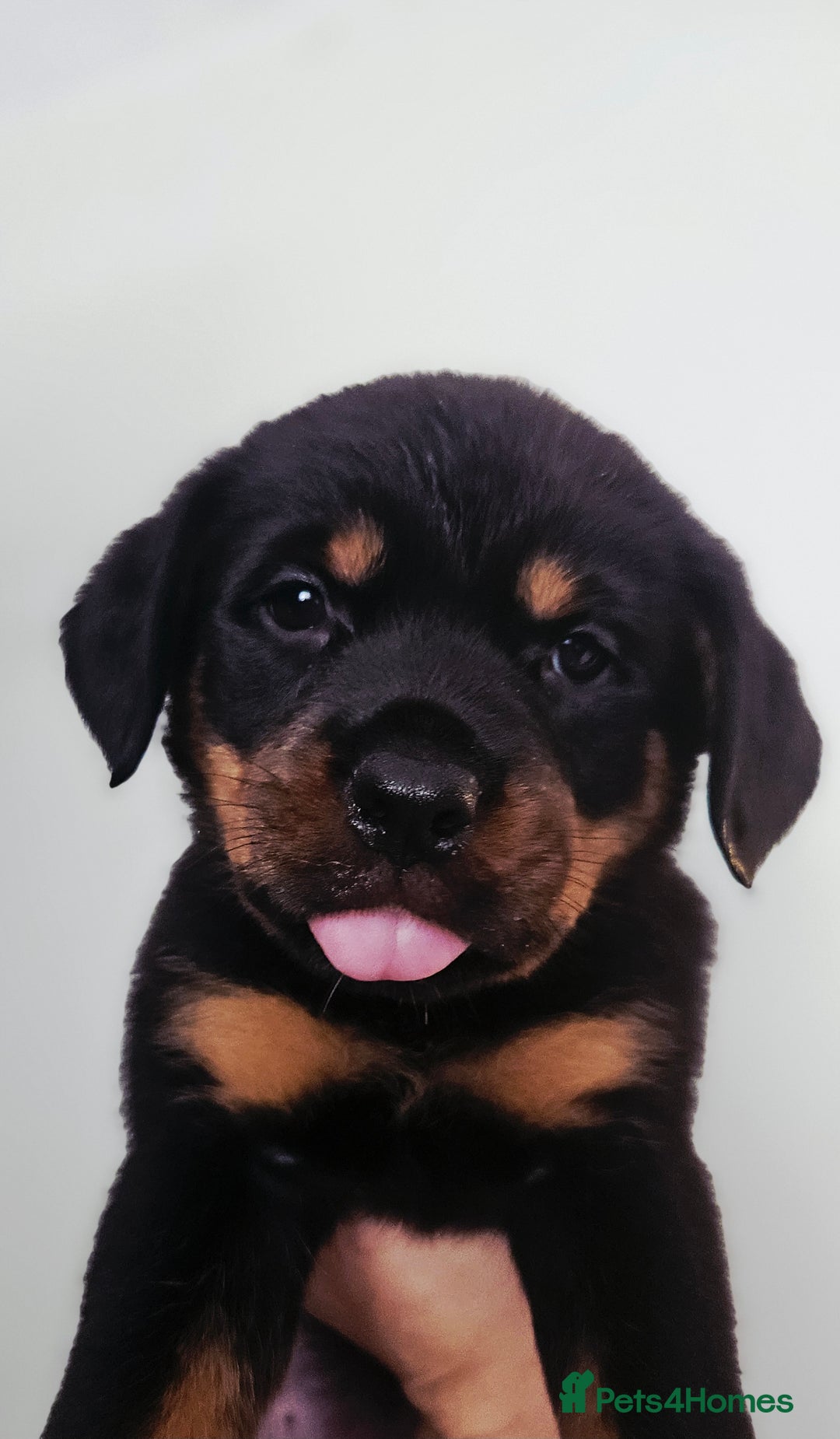 Rottweiler dogs for sale: READY NOW- Beautiful Rottweiler Puppies - Image 9