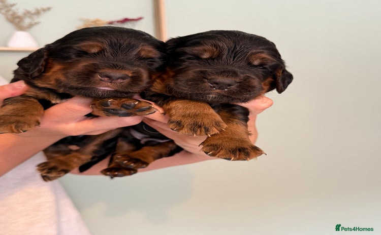 Sprocker dogs - Advert 2