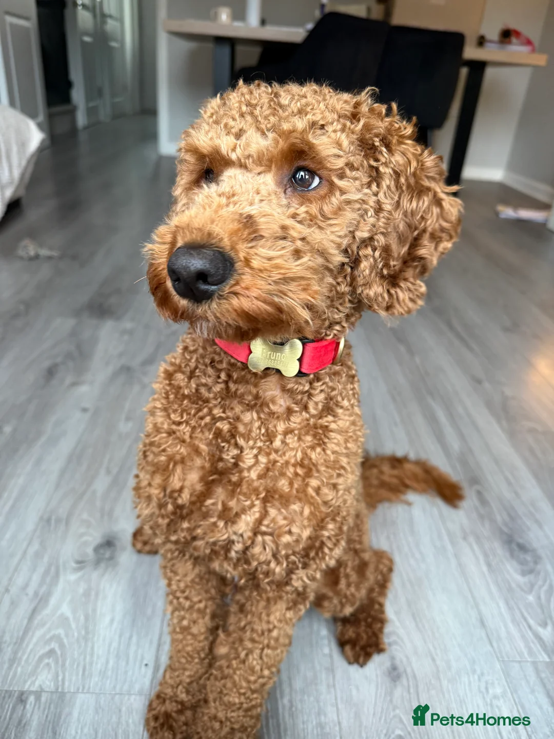 Cockapoo dogs for sale: Golden Cockapoo - Advert 2