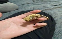 Gecko reptiles for sale: 1 Lily whiteNew baby geckos ready msg for new pics - Advert 4